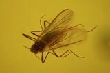 Fossil Flies (Diptera) In Baltic Amber #81680-1